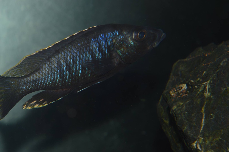 Stigmatochromis melanchros